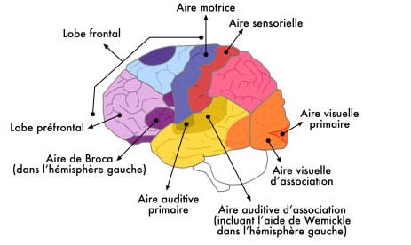 Schéma des différentes parties du cerveau