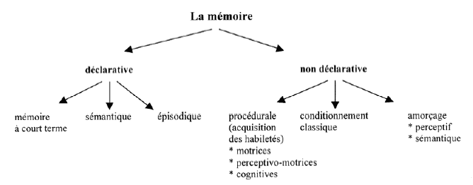 Schéma distinguant les différents types de mémoire